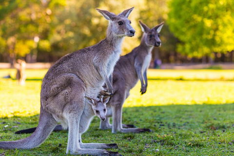 LGBT+ Friendly Full Day Phillip Island Private Tour - Perths Hotel 4