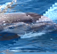 Jervis Bay Dolphin Watch Cruise - Perths Hotel