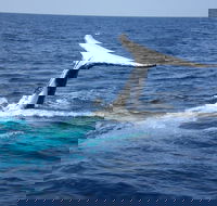 Whale Watching Jervis Bay - Perths Hotel