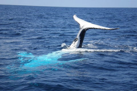 Whale Watching Jervis Bay - Perths Hotel 0