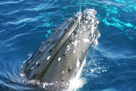 Whale Watching Jervis Bay - Perths Hotel 3