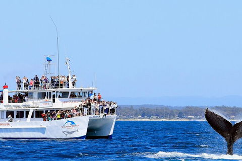 Whale Watching Jervis Bay - Perths Hotel 4