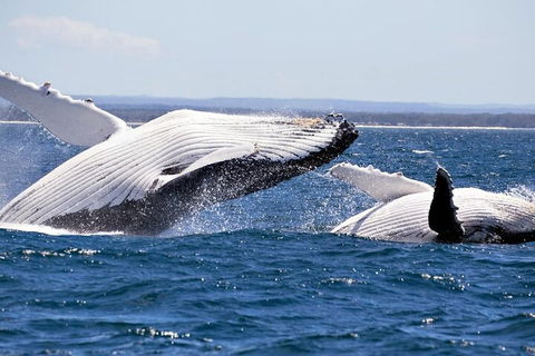 Whale Watching Jervis Bay - Perths Hotel 5