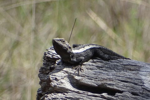 Inside The Greater Blue Mountains World Heritage - A Private Wildlife Safari Overnight - Perths Hotel 2