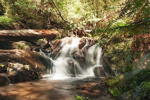 Discover Tour: Dandenong Ranges & William Ricketts Sanctuary - Perths Hotel 1