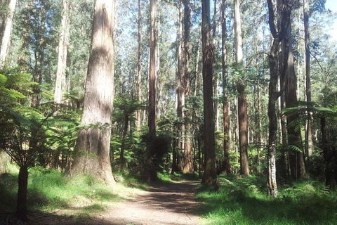 Discover Tour: Dandenong Ranges & William Ricketts Sanctuary - Perths Hotel 5