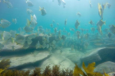 Manly And Shelly Beach Snorkeling Tour - Perths Hotel 2
