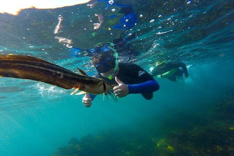 Manly And Shelly Beach Snorkeling Tour - Perths Hotel 3