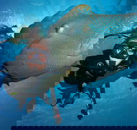 Great Barrier Reef Snorkeling and Diving Cruise from Cairns - Perths Hotel
