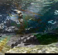 SEA LIFE Sydney Aquarium Entrance Ticket - Perths Hotel