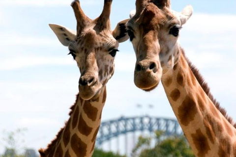 Sydney Harbour Ferry With Taronga Zoo Entry Ticket - Perths Hotel 1