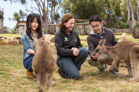 Bonorong Wildlife Park And Richmond Afternoon Tour From Hobart - Perths Hotel 1