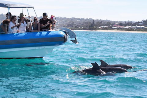 Seal Island Boat Tour From Victor Harbor - Perths Hotel 5