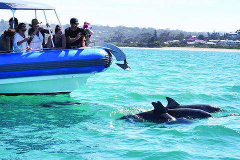 Southern Ocean Adventure From Victor Harbor - Perths Hotel 2