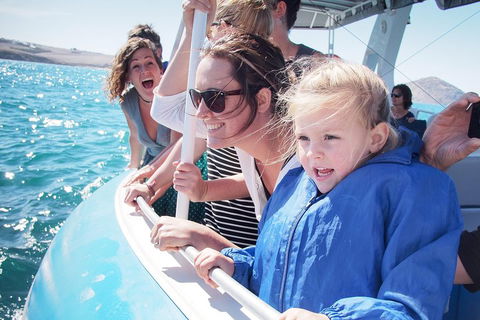Southern Ocean Adventure From Victor Harbor - Perths Hotel 4
