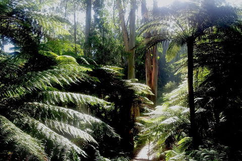 Dandenong Ranges Private Tour Including William Ricketts Sanctuary - Perths Hotel 1