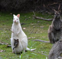 Full-Day Guided Bruny Island Tour from Hobart - Perths Hotel