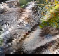 Kuranda Koala Gardens and Birdworld Admission Tickets - Perths Hotel
