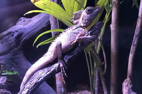 Cairns Aquarium Admission Ticket - Perths Hotel 0
