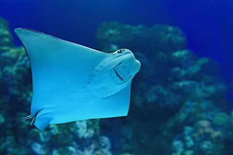 Cairns Aquarium Admission Ticket - Perths Hotel 2