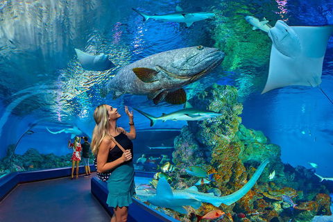 Cairns Aquarium Admission Ticket - Perths Hotel 3