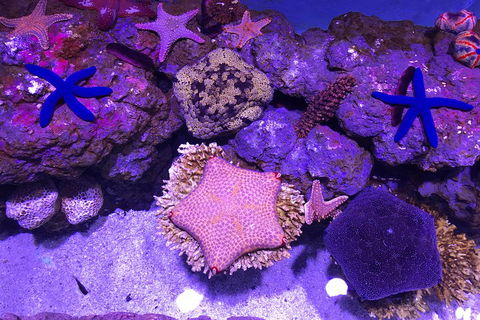 Cairns Aquarium Admission Ticket - Perths Hotel 5