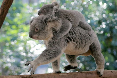 Lone Pine Koala Sanctuary Admission With Brisbane River Cruise - Perths Hotel 0