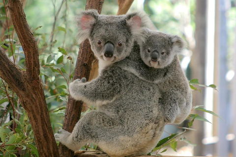 Lone Pine Koala Sanctuary Admission With Brisbane River Cruise - Perths Hotel 3