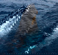 Phillip Island Whale Watching Tour - Perths Hotel
