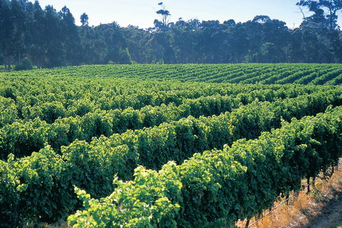 Swan Valley Private Tour - Perths Hotel 1