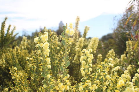 Margaret River Coastal And Wildlife Eco Trip From Busselton Or Dunsborough - Perths Hotel 4